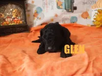 Glen, a male Poodle - Miniature  for sale in Jasper, AR – Photo 8 of 10