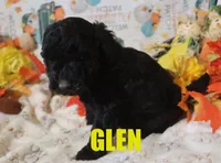 Glen, a male Poodle - Miniature  for sale in Jasper, AR – Photo 6 of 10