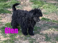 Glen, a male Poodle - Miniature  for sale in Jasper, AR – Photo 1 of 10