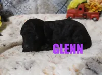 Glen, a male Poodle - Miniature  for sale in Jasper, AR – Photo 9 of 10