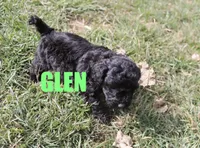 Glen, a male Poodle - Miniature  for sale in Jasper, AR – Photo 7 of 10