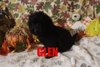 Glen, a male Poodle - Miniature  for sale in Jasper, AR – Photo 5 of 10