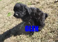 Glen, a male Poodle - Miniature  for sale in Jasper, AR – Photo 4 of 10