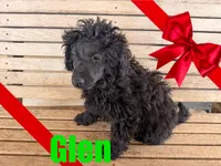 Glen, a male Poodle - Miniature  for sale in Jasper, AR – Photo 2 of 10