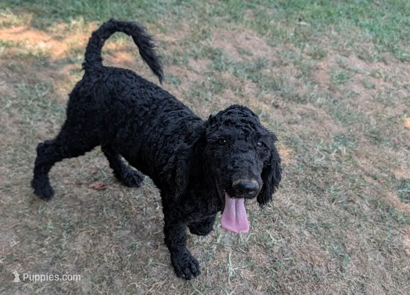 Lenox – Poodle - Standard  puppy for sale in Jasper, AR