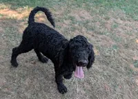 Lenox, a male Poodle - Standard  for sale in Jasper, AR – 1 of 6