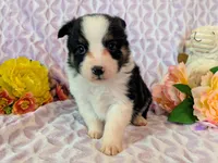 Kongo, a male Miniature Australian Shepherd for sale in Jasper, AR – Photo 2 of 2