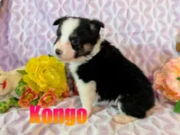 Kongo, a male Miniature Australian Shepherd for sale in Jasper, AR – Photo 1 of 2