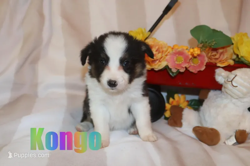 Kongo – Miniature Australian Shepherd puppy for sale in Jasper, AR
