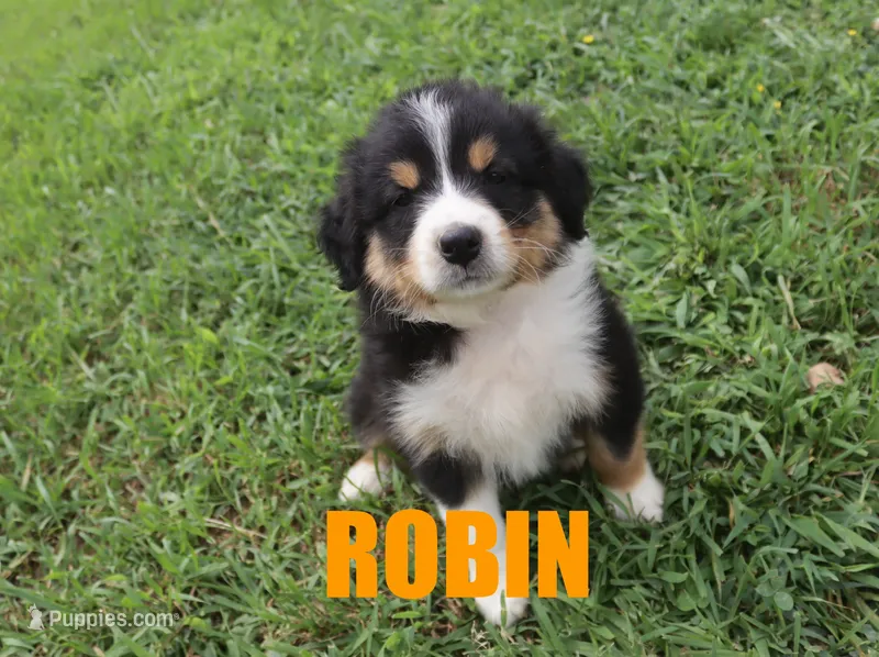 Robin – Australian Shepherd puppy for sale in Jasper, AR