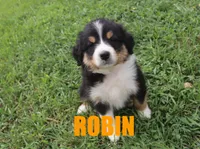Robin, a female Australian Shepherd for sale in Jasper, AR – 3 of 4
