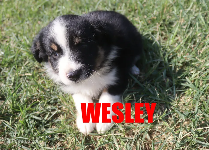 Wesley – Miniature Australian Shepherd puppy for sale in Jasper, AR