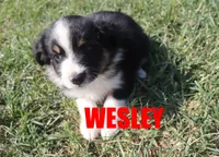 Wesley, a male Miniature Australian Shepherd for sale in Jasper, AR – 2 of 5