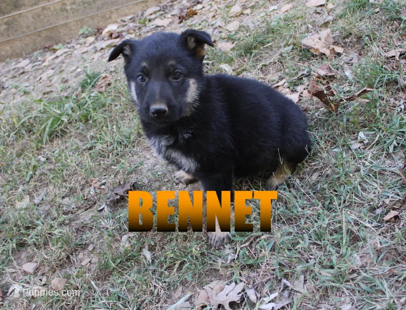 Bennit – German Shepherd Dog puppy for sale in Jasper, AR