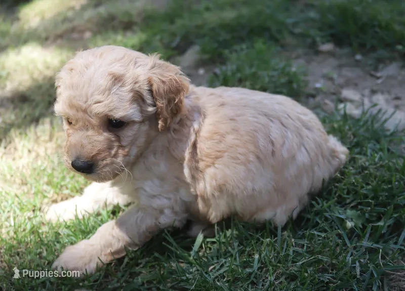 Prince – Poodle - Miniature  puppy for sale in Jasper, AR
