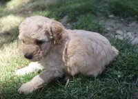 Prince, a male Poodle - Miniature  for sale in Jasper, AR – 1 of 3