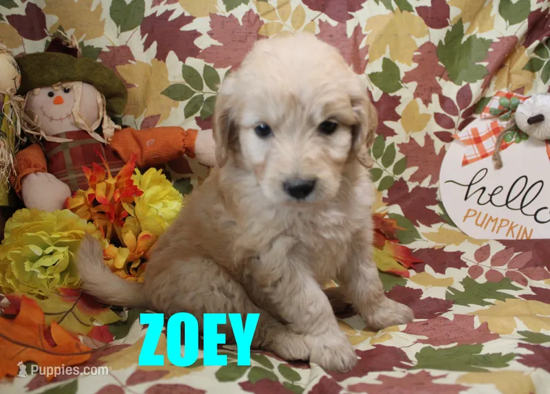 Zoey – Goldendoodle puppy for sale in Jasper, AR