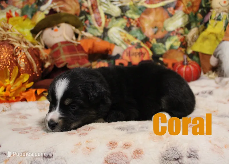 Coral – Australian Shepherd puppy for sale in Jasper, AR