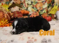 Coral, a female Australian Shepherd for sale in Jasper, AR – 1 of 1
