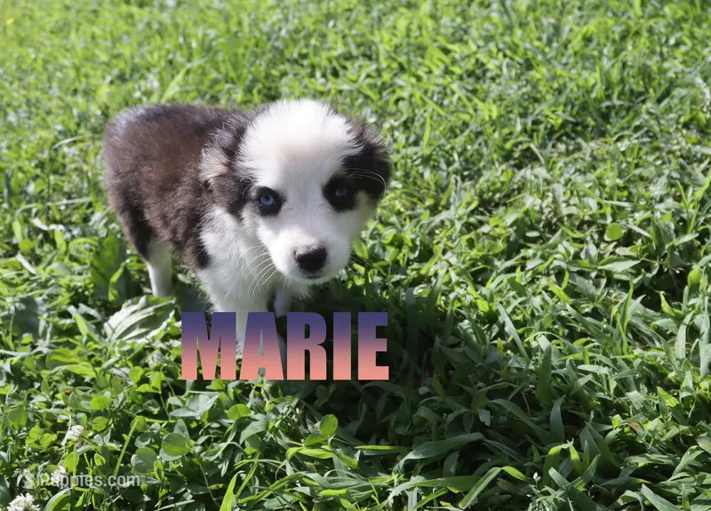 Marie – Miniature Australian Shepherd puppy for sale in Jasper, AR