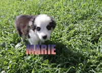 Marie, a female Miniature Australian Shepherd for sale in Jasper, AR – 4 of 10
