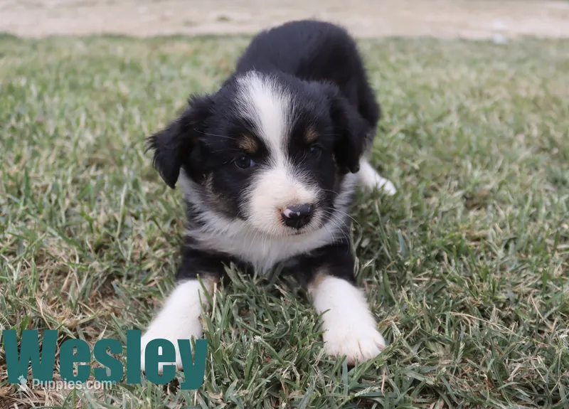 Wesley – Miniature Australian Shepherd puppy for sale in Jasper, AR