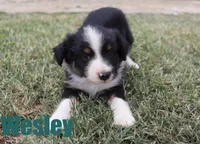 Wesley, a male Miniature Australian Shepherd for sale in Jasper, AR – 3 of 5