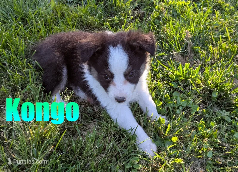 Kongo – Miniature Australian Shepherd puppy for sale in Jasper, AR
