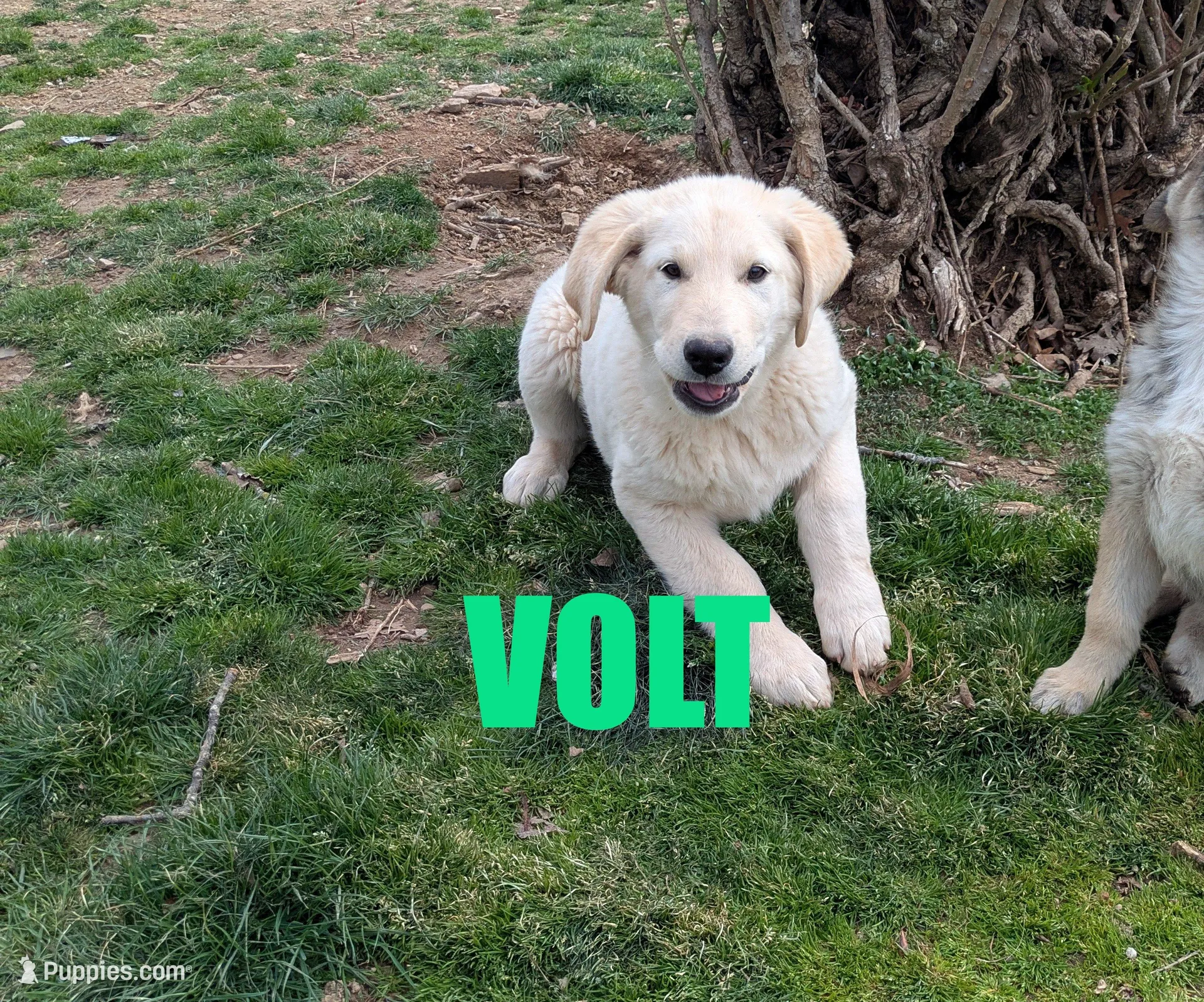 Volt – German Shepherd Dog, Golden Retriever puppy for sale in Jasper, AR
