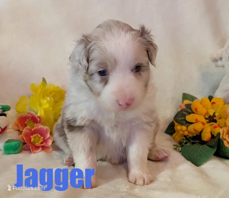 Jagger – Australian Shepherd puppy for sale in Jasper, AR