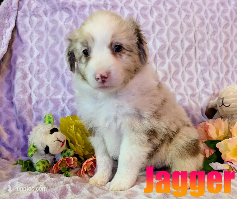 Jagger – Australian Shepherd puppy for sale in Jasper, AR