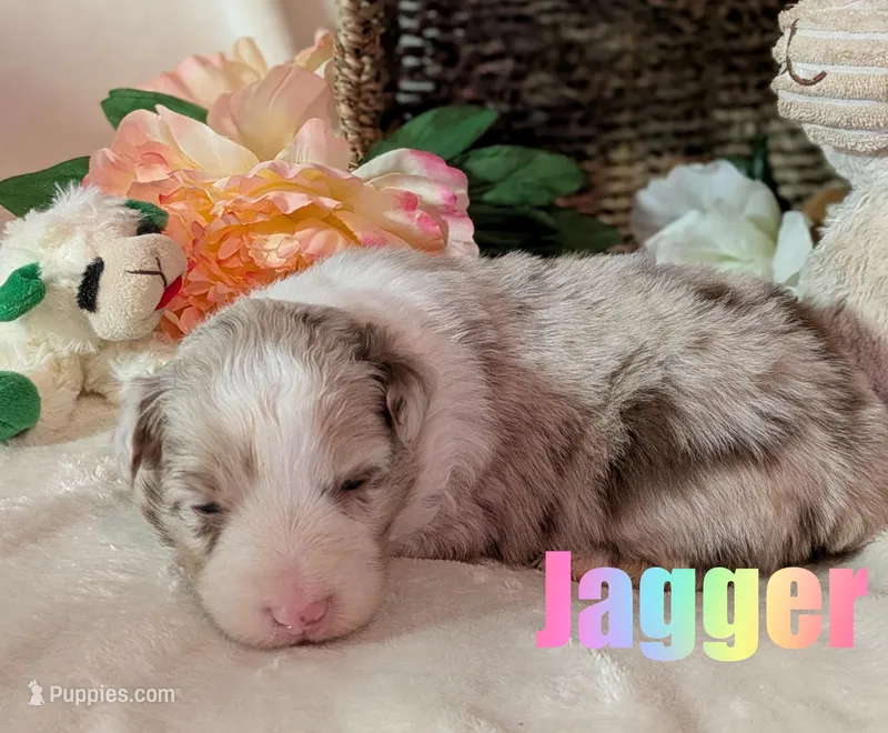 Jagger – Australian Shepherd puppy for sale in Jasper, AR