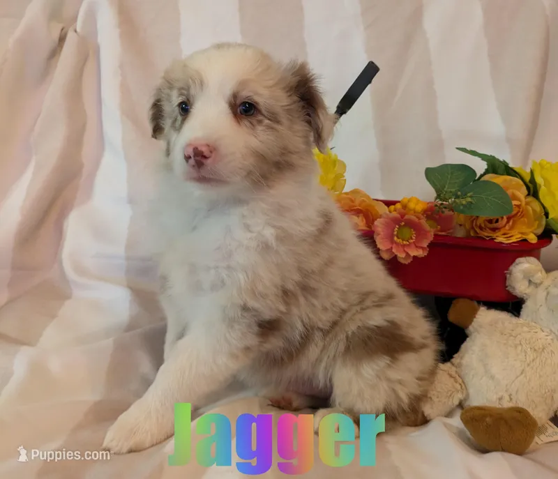 Jagger – Australian Shepherd puppy on hold in Jasper, AR