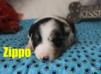 Zippo, a male Australian Shepherd for sale in Jasper, AR – 6 of 7