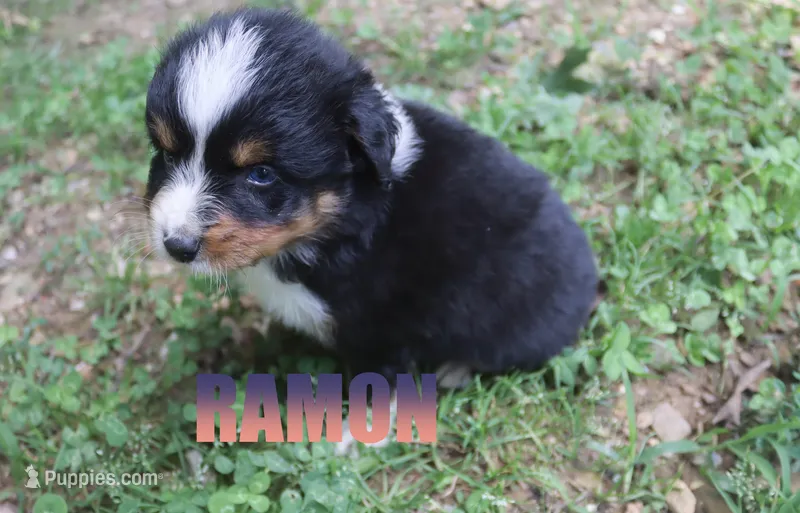 Ramon – Australian Shepherd puppy for sale in Jasper, AR