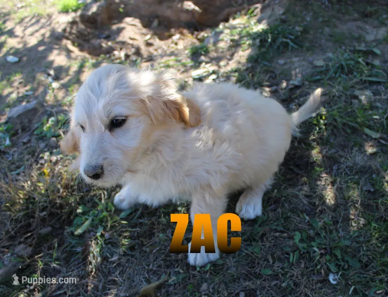Zac – Goldendoodle puppy for sale in Jasper, AR