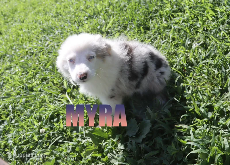 Myra – Miniature Australian Shepherd puppy for sale in Jasper, AR