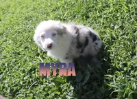 Myra, a female Miniature Australian Shepherd for sale in Jasper, AR – 4 of 10