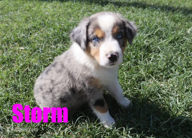 Storm – Australian Shepherd puppy for sale in Jasper, AR