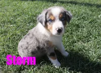 Storm, a male Australian Shepherd for sale in Jasper, AR – 1 of 2