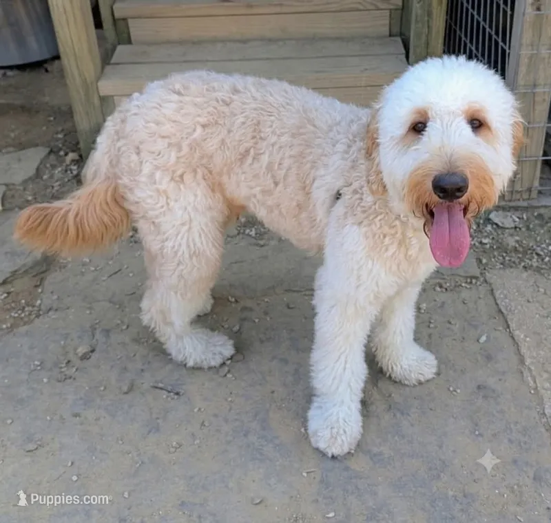 Cooper – English Goldendoodle puppy for sale in Jasper, AR