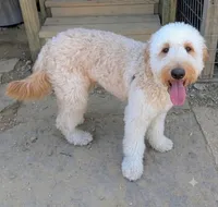 Cooper, a male English Goldendoodle for sale in Jasper, AR – 1 of 1