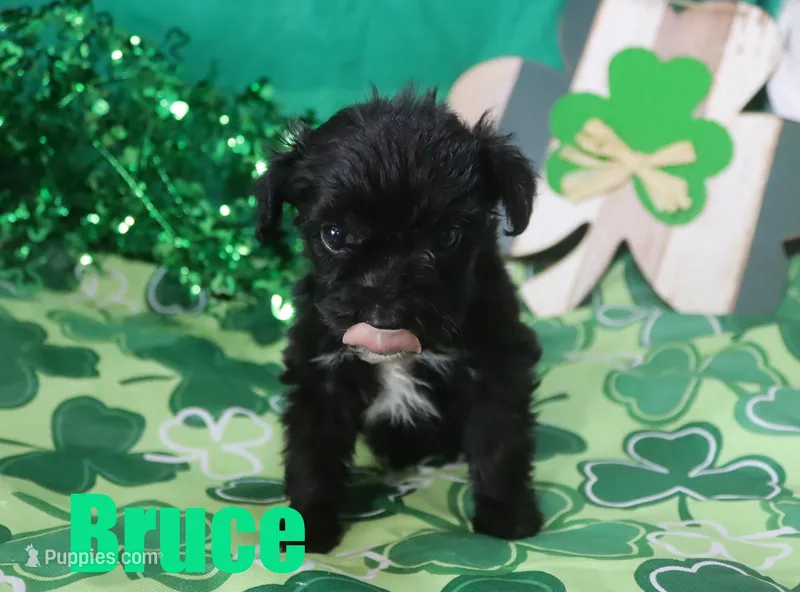 Bruce – Miniature Aussiedoodle puppy for sale in Jasper, AR