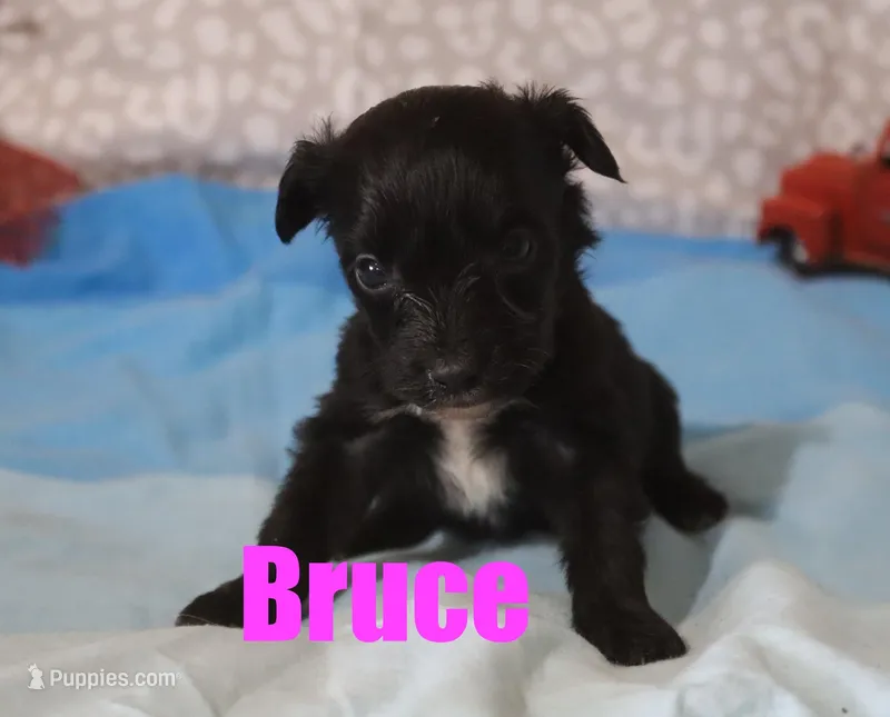 Bruce, a male Miniature Aussiedoodle for sale in Jasper, AR – Photo 1 of 1