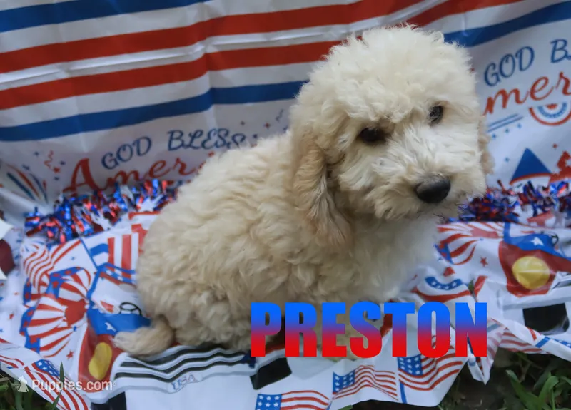 preston – Poodle - Miniature  puppy for sale in Jasper, AR