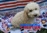 preston, a male Poodle - Miniature  for sale in Jasper, AR – 1 of 9