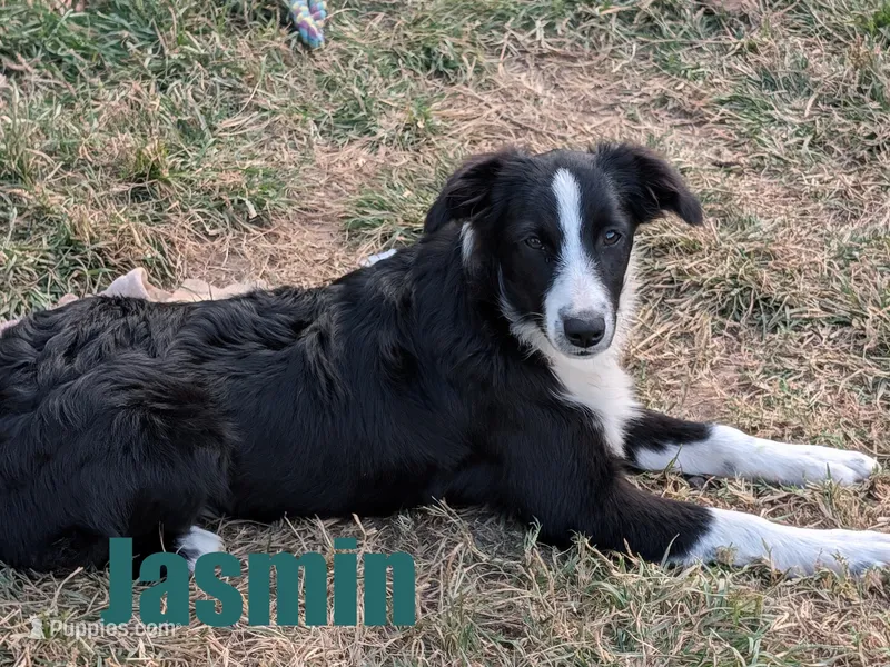 Jasmin – Australian Shepherd puppy for sale in Jasper, AR