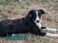 Jasmin, a female Australian Shepherd for sale in Jasper, AR – 1 of 9