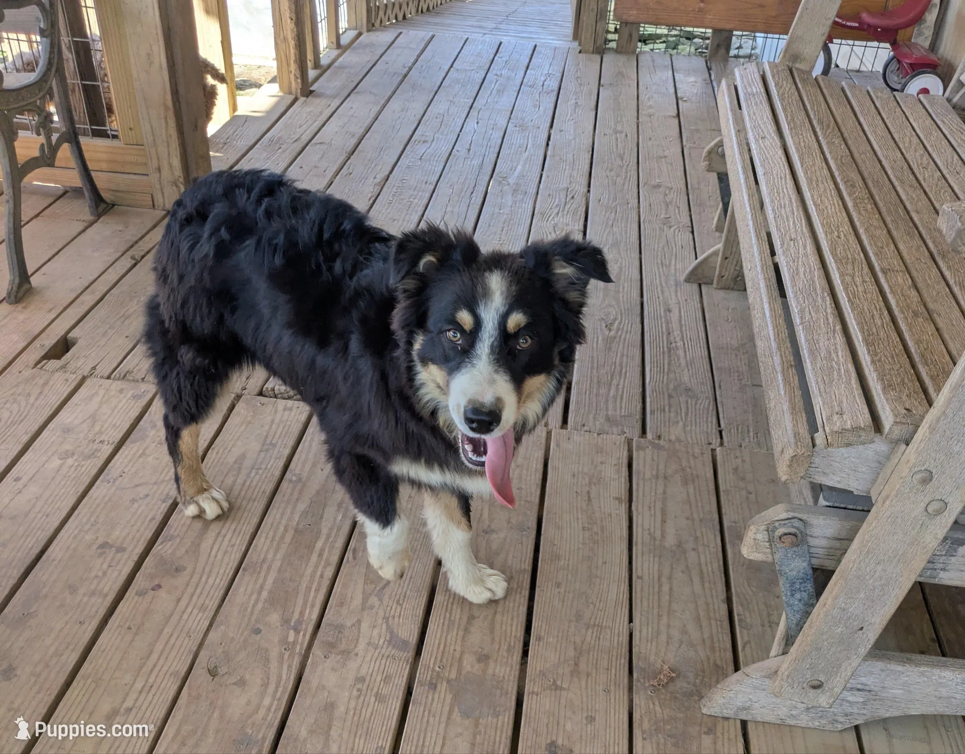 herby – Australian Shepherd puppy for sale in Jasper, AR