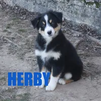 herby, a male Australian Shepherd for sale in Jasper, AR – Photo 5 of 9